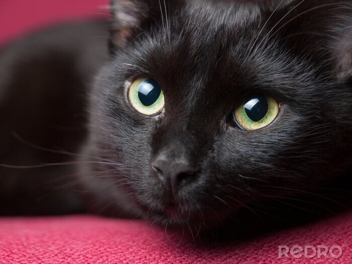 Sticker  Gros plan des yeux verts d'un chat