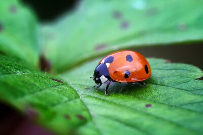 Sticker  Gros plan d’une coccinelle sur une feuille verte