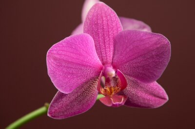 Sticker  Gros plan orchidée orchidée
