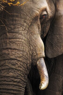 Gros plan portrait d'éléphant