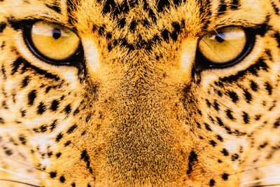 Sticker  Gros plan sur les yeux du guépard