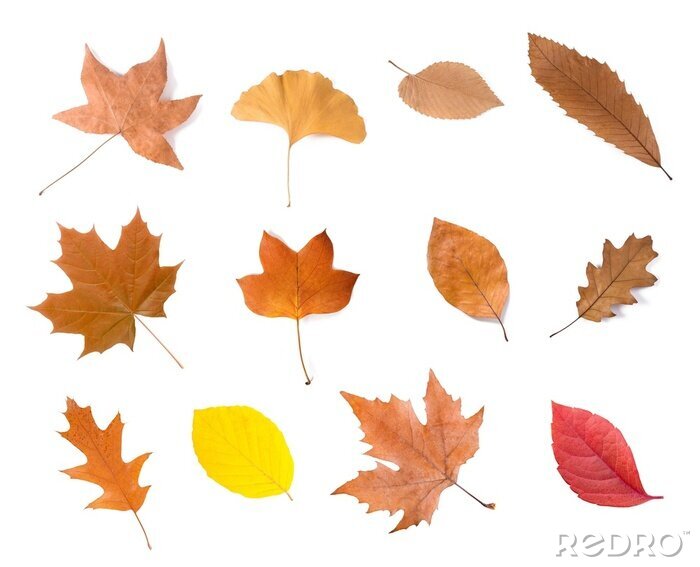 Sticker  groupe de feuilles séchées