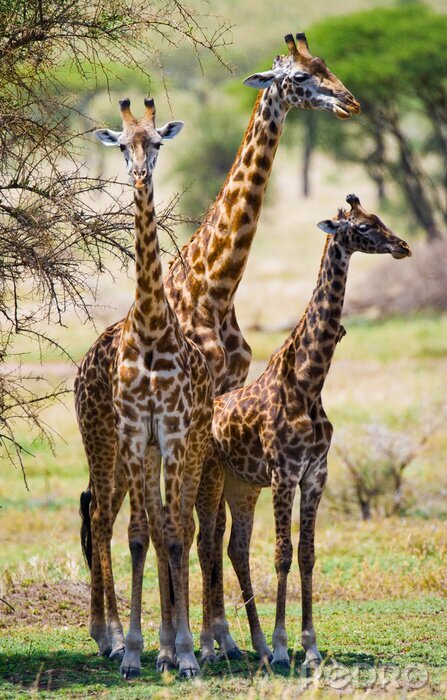 Sticker  Groupe de girafes dans la savane. Kenya. Tanzanie. Afrique de l'Est. Une excellente illustration.