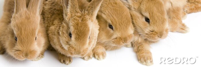 Sticker  groupe de lapereaux