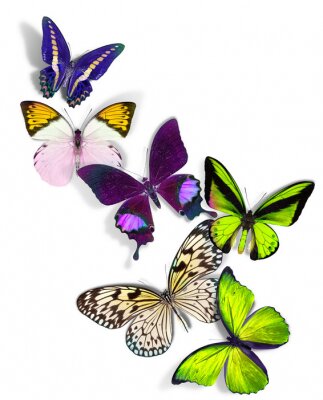 Sticker  groupe de papillons
