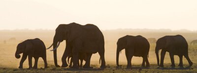 Groupe, éléphants, marche, savane Afrique. Kenya. Tanzanie. Serengeti. Maasai Mara. Une excellente illustration.