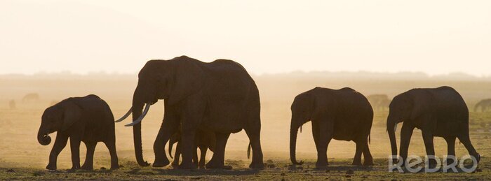 Sticker  Groupe, éléphants, marche, savane Afrique. Kenya. Tanzanie. Serengeti. Maasai Mara. Une excellente illustration.
