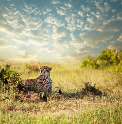 Guépard animal sauvage dans l'herbe