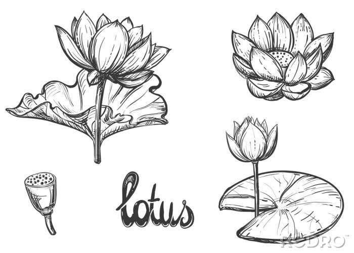 Sticker  Hand drawn sketch black and white set of lotus flowers, petal, leaf. Vector illustration. Elements in graphic style label, card, sticker, menu, package.