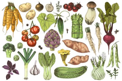 Sticker  Hand drawn vegetables collection