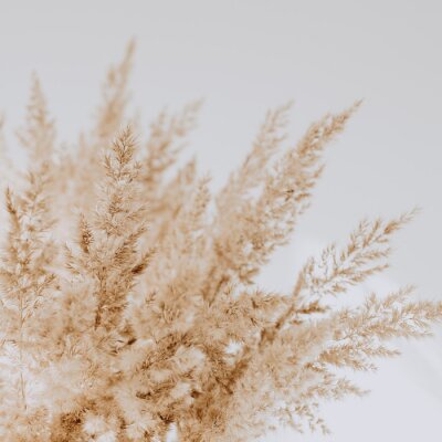 Sticker  Herbe bohème séchée