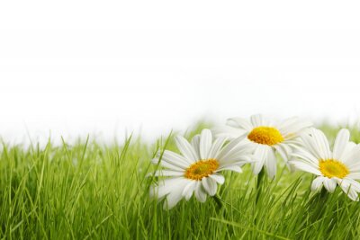 Herbe et pâquerettes fines