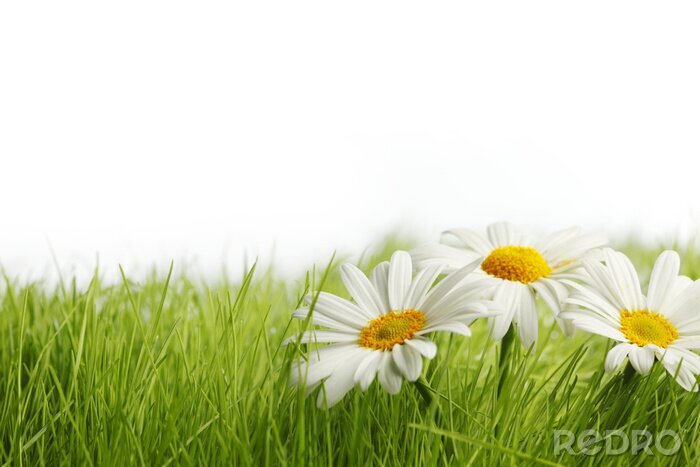 Sticker  Herbe et pâquerettes fines