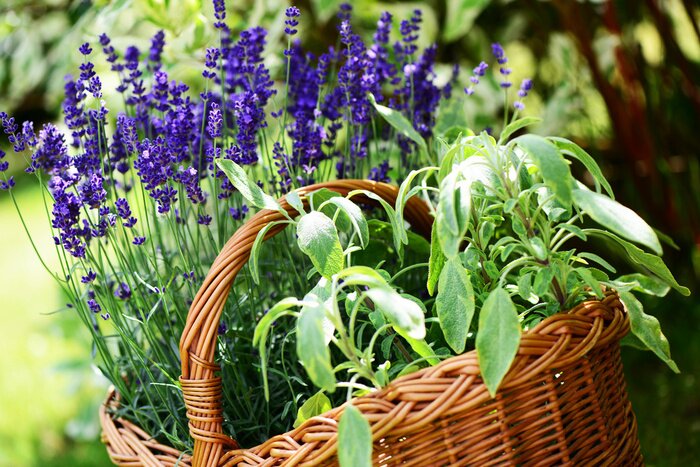 Sticker  Herbes aromatiques et lavande dans un panier