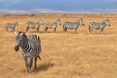 Sticker  Herd of Zebras