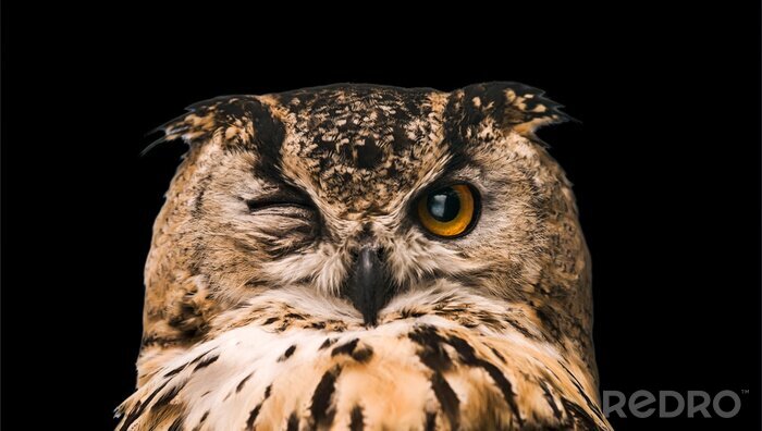 Sticker  Hibou aux yeux fermés