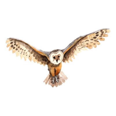 Sticker  Hibou peint avec des peintures à l'eau