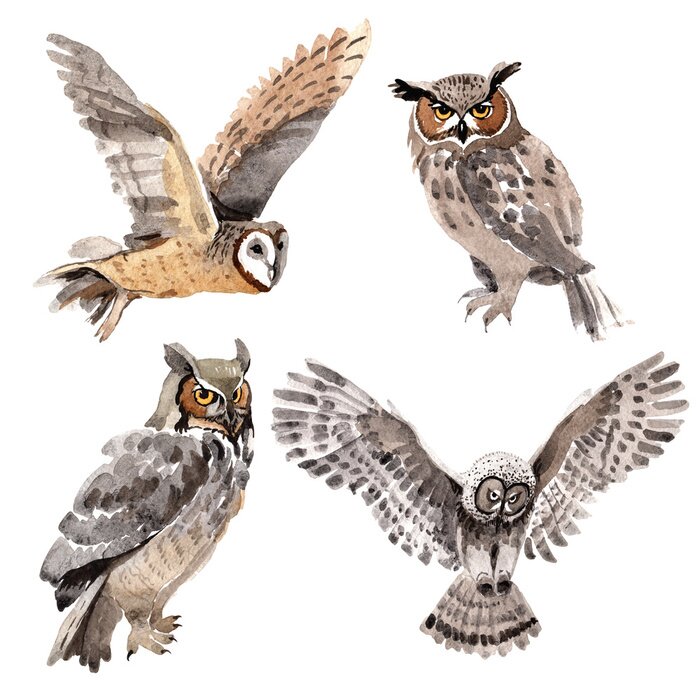 Sticker  hiboux 3d sur aquarelle