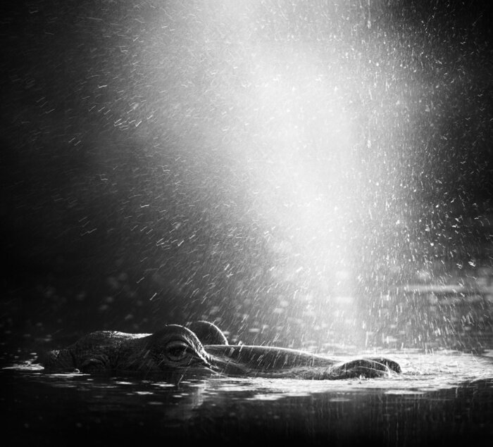 Sticker  Hippopotame dans l'eau