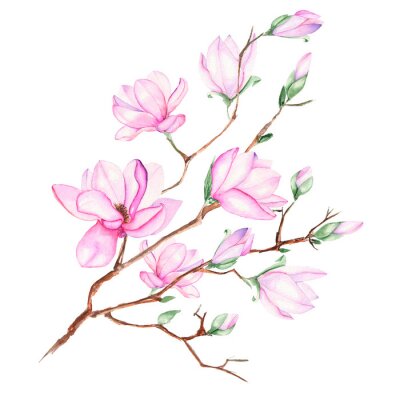 Illustration avec Magnolia branche avec des fleurs roses peintes à l'aquarelle sur un fond blanc