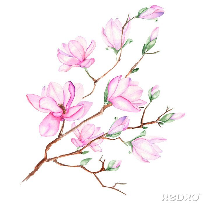 Sticker  Illustration avec Magnolia branche avec des fleurs roses peintes à l'aquarelle sur un fond blanc