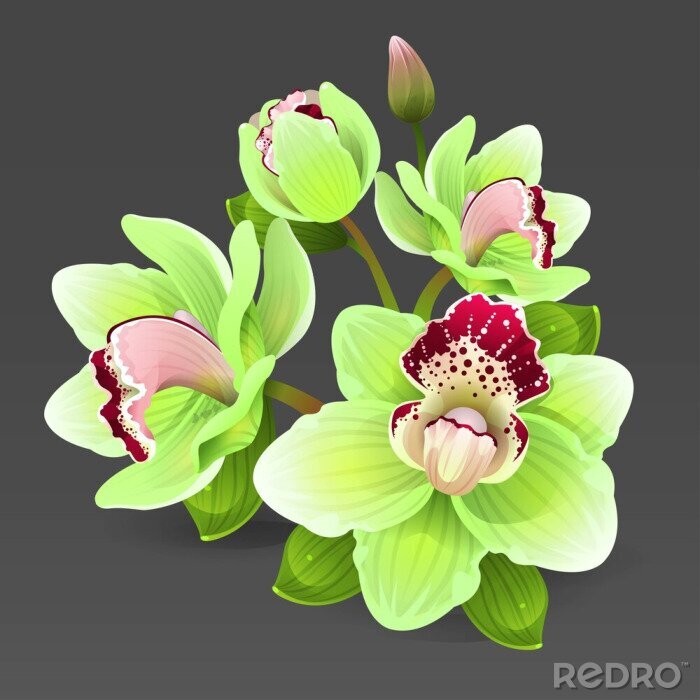 Sticker  Illustration avec orchidée céladon