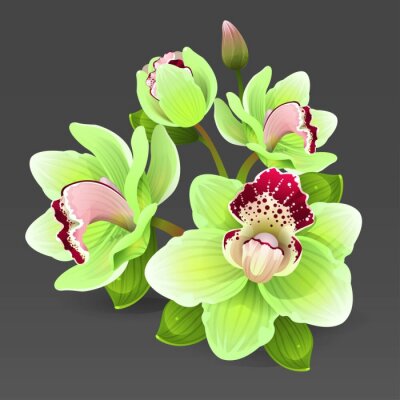 Sticker  Illustration avec orchidée céladon