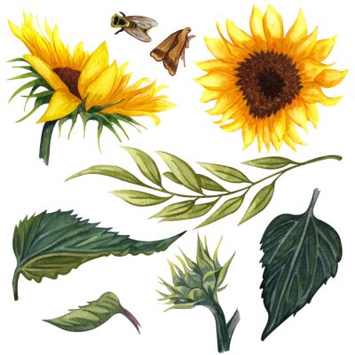 Sticker  Illustration de la nature avec tournesol