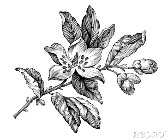 Sticker  Illustration floristique de fleurs de pommier noir et blanc