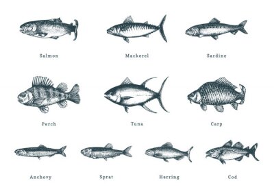 Sticker  Illustration of fishes on white background. Drawn seafood set in engraving style. Sketches collection in vector.