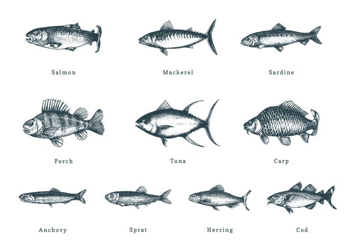 Sticker  Illustration of fishes on white background. Drawn seafood set in engraving style. Sketches collection in vector.