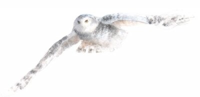 Sticker  Illustration pastel avec un hibou en vol
