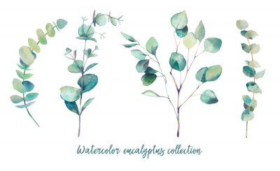 Illustration pastel de différentes branches d'eucalyptus