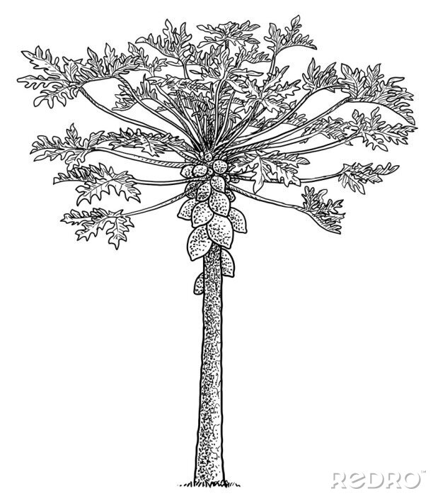 Sticker  Illustration simple en noir et blanc d'un arbre de papaye
