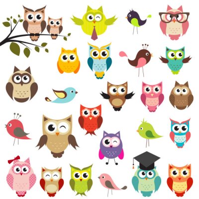 Sticker  Illustrations de hiboux colorés et d'autres oiseaux
