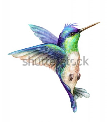 Sticker  Image d'un oiseau coloré en vol