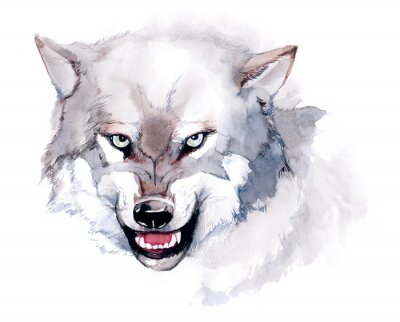 Sticker  Image de loup aquarelle