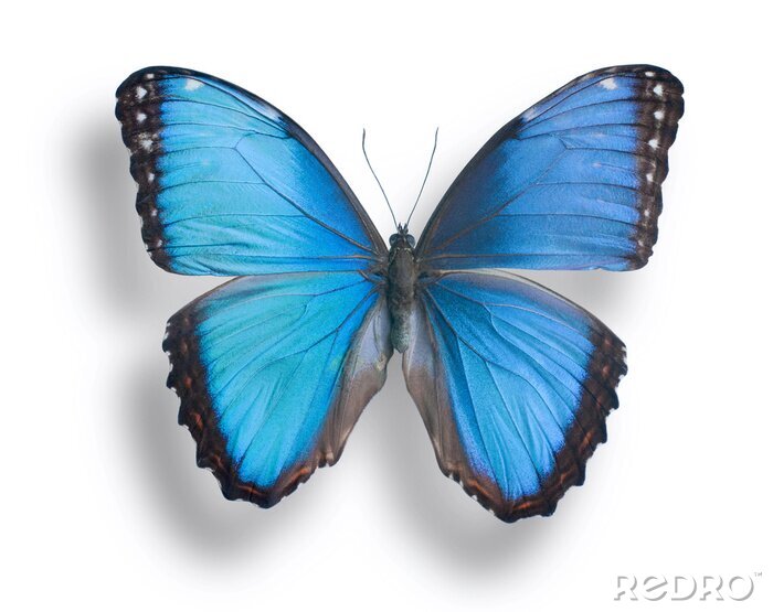 Sticker  Image papillon bleu