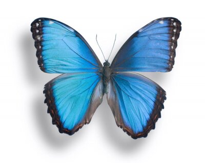 Sticker  Image papillon bleu