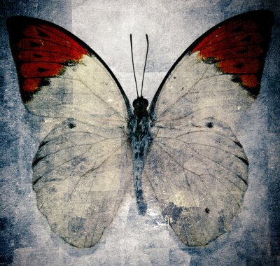 Image rétro papillon