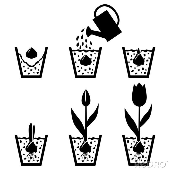 Sticker  Instructions pour faire pousser des tulipes