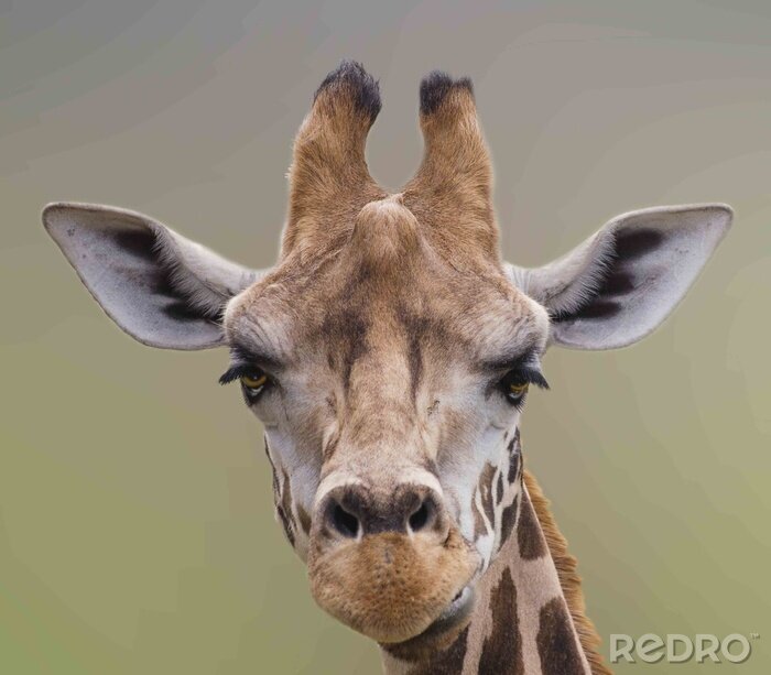 Sticker  Je suis beau, un portrait mignon de girafe.