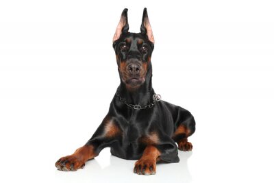 Sticker  Jeune Doberman couché sur fond blanc
