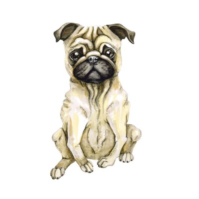 Sticker  Joli chien de race carlin. Chiot isolé sur fond blanc