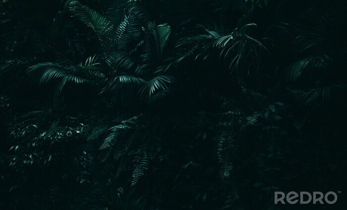 Sticker  Jungle sombre aux feuilles exotiques