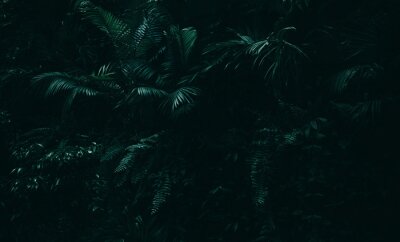 Papier peint  Jungle sombre aux feuilles exotiques