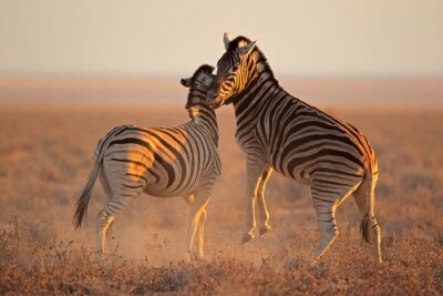 Sticker  La lutte contre les zèbres de plaines, le parc national d'Etosha
