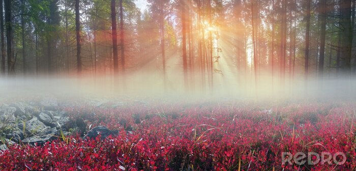 Sticker  La nature à l'aube