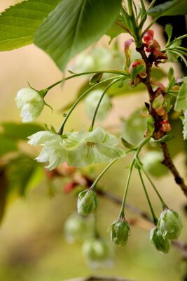 La nature à l'état pur