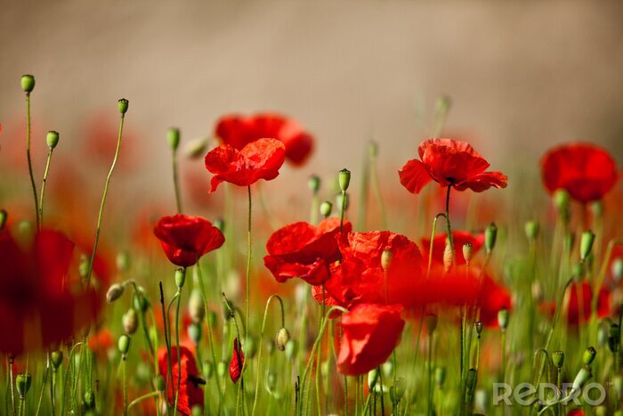 Sticker  La nature aux couleurs rouges